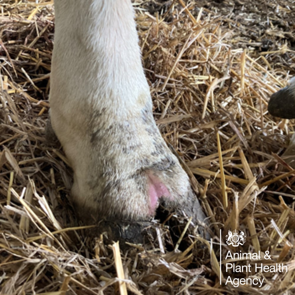 Cow with red interdigital cleft